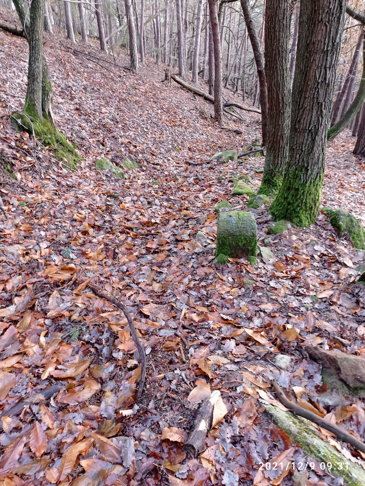 Grenzstein 11 maikammer umfeld nach 12.jpg