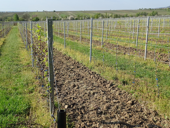 Spielfeld Alsterweiler 20200412.JPG