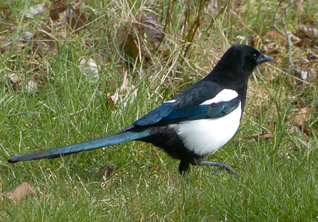 Elster (pica pica)