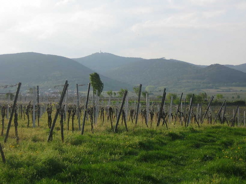 Datei:Kalmit BlickvSueden.jpg