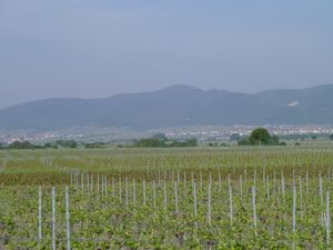 Blick kalmit pfalz P1000110.JPG