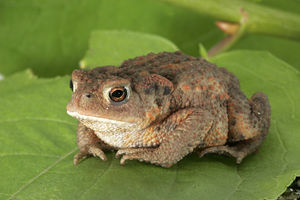Erdkroete bufo bufo.jpg