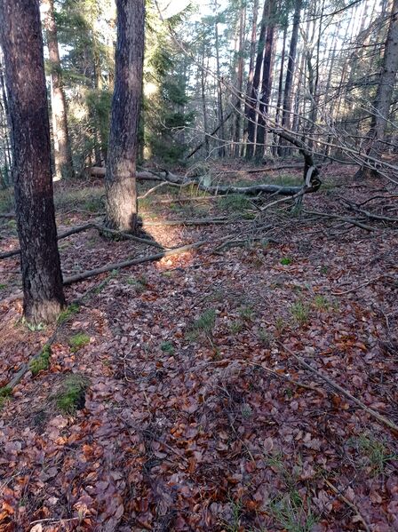 Datei:Grenzstein 65 maikammer umfeld.jpg