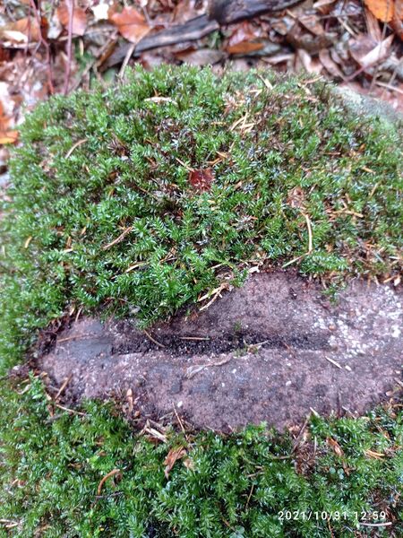 Datei:Grenzstein 108 Kirrweiler 46 Grenzverlauf.jpg