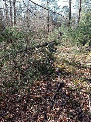 Grenzstein maikammer 131 kirrweiler 23 umfeld.jpg