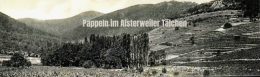 Alsterweiler Tal Pappeln.png