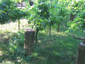 Edenkobener Drahtkammert.jpg