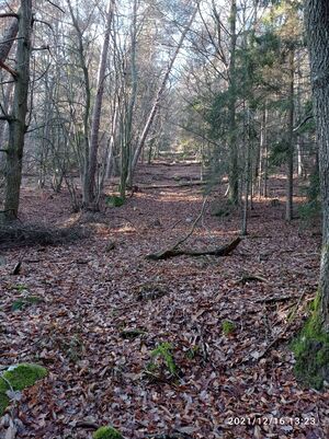 Grenzstein grenzverlauf 29 felsenmeer wolseltal.jpg