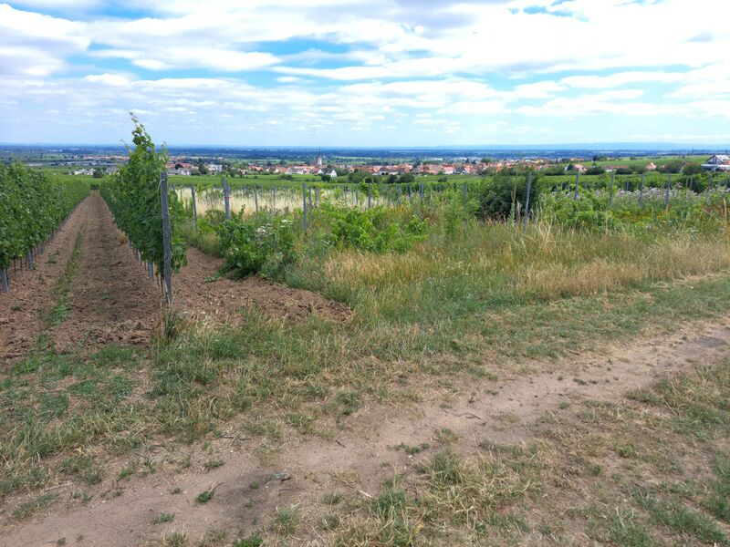 Datei:Vogelsang flurname alsterweiler flurlage.jpg